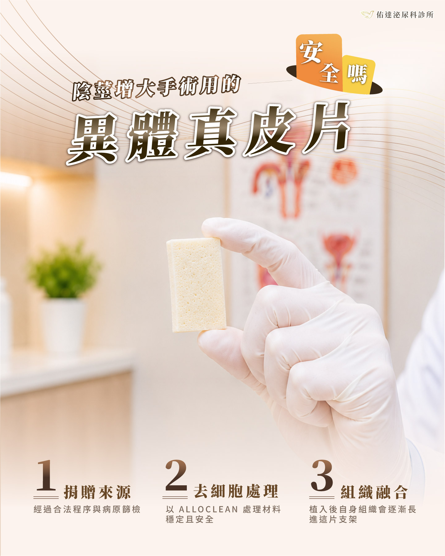 異體真皮去細胞處理流程示意，捐贈組織經病原篩檢與去細胞後保留膠原蛋白支架，粉末型為同一材料研磨製成